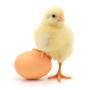 Куриные яйца: неожиданное лекарство