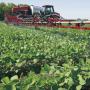 Токсичность гербицидов и пестицидов — их природная альтернатива