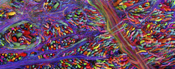 Клетки мозга лабораторной мыши, светящиеся разными цветами за счет внедренных в их хромосомы в разных сочетаниях флуоресцентных белков трех разных цветов, полученных на основе зеленого флуоресцентного белка 1ris.jpg 