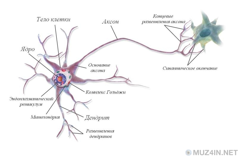 Строение мультиполярного нейрона