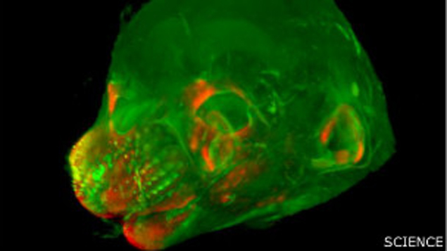Исследовать то, как гены влияют на форму лица помогают мыши - их 
