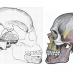 Слева - череп боскопа, справа - современного человека