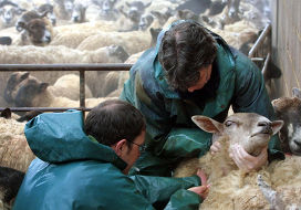 У овец берут образцы крови для выявления вируса