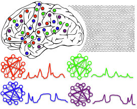 Ритмы головного мозга организуют работу распределеных в нем нейронов