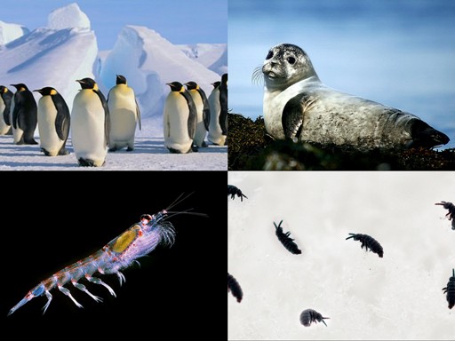 Животные Антарктиды