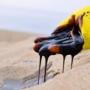 Ливийская нефть и ее будущее