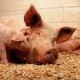 В Японии хотят выращивать в свиньях органы для людей