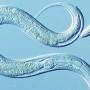 Микроскопические черви могут мыслить и обладают свободой воли