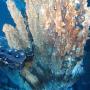 Подводные природные сокровища: новая золотая лихорадка началась