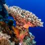 Человек и коралловые рифы: сегодня и завтра