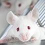Ученые доказали на мышах, что фобии могут быть наследственными