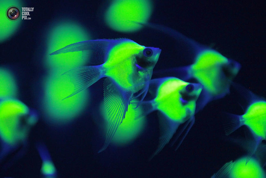 Люминесцентные рыбки