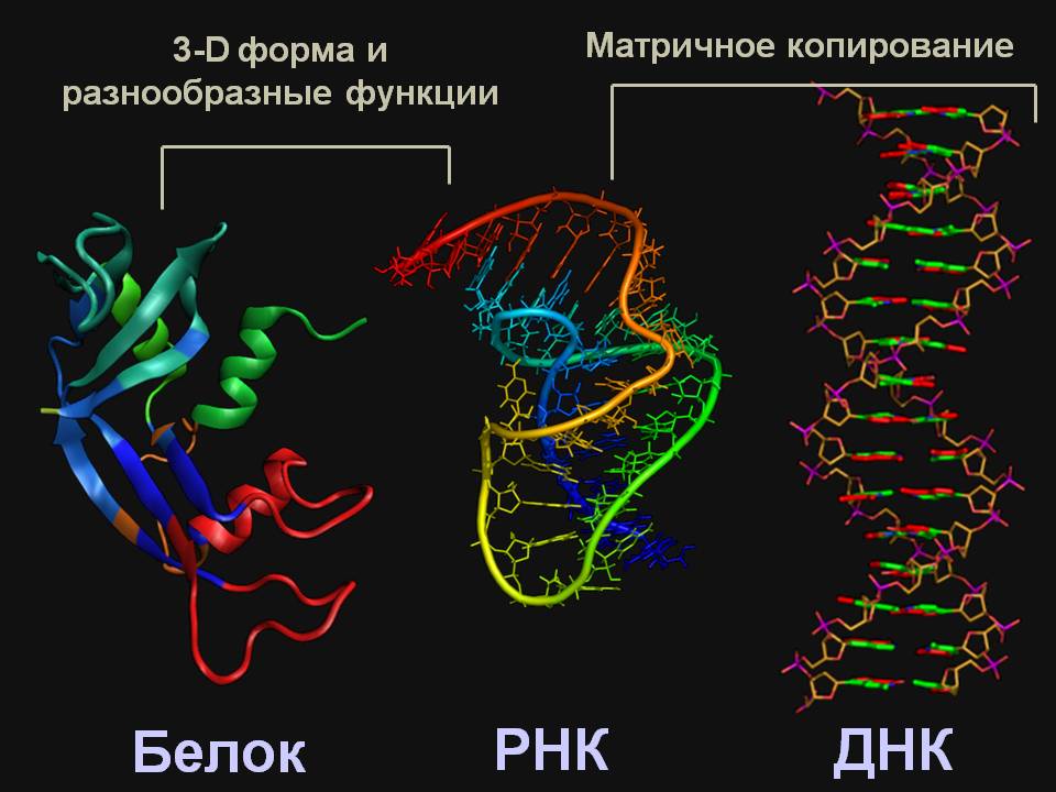 ДНК и РНК