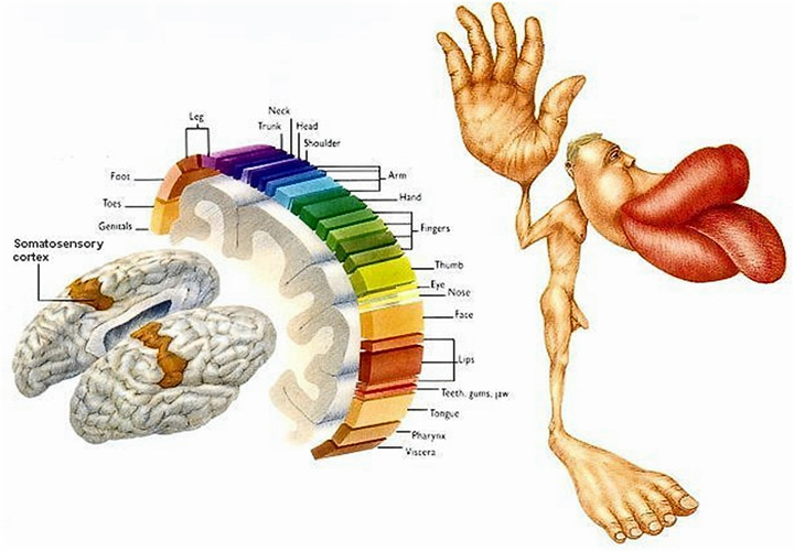 Соматосенсорный гомункулус (изображение: e-neurocapitalhumano.org)