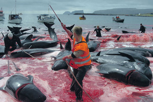 C изобретением паровой машины и гарпунной пушки китов стали истреблять по всему Мировому океану. Традиционный промысел китов в районе Фарерских островов.	Фото Reuters
