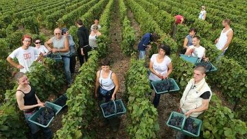 Люди собирают виноград в г. Бетон, Франция