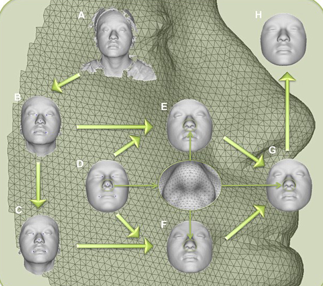 Компьютерная модель по разработанному алгоритму вычерчивает лицо сообразно генетическим особенностям человека