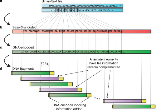 Схема конвертации данных (сонета Шекспира) в ДНК-массив: а) двоичный код b) троичный код c) ДНК-код d) дублированные фрагменты ДНК с шаговым смещением 25 бит (желтым отмечены участки ДНК с адресными метками). // Nature