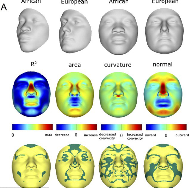 Ученые выявили участки ДНК, которые сильнее всего влияют на черты лица