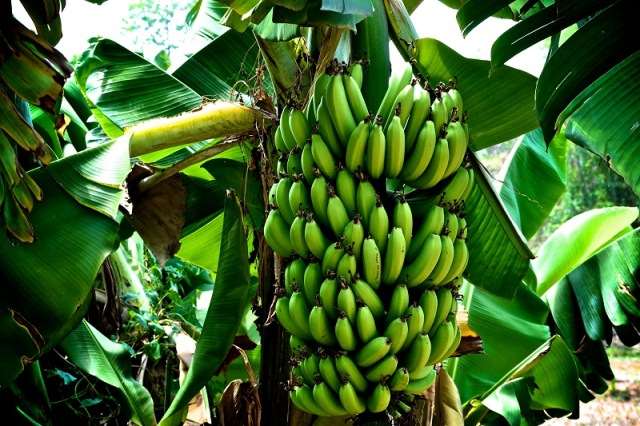 fructi-banani-2-2.jpg