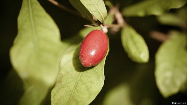Чудо-ягода (synsepalum dulcificum)