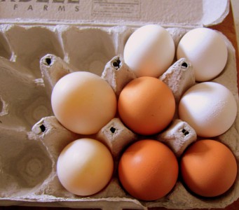 eggs-are-protein-rich