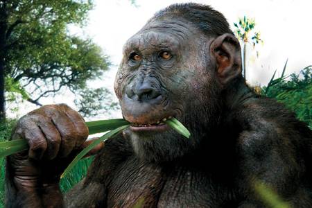Paranthropus boisei еще не решил, жевать или думать 075_expert_37.jpg Рисунок: Роман Евсеев