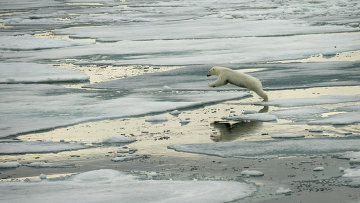 Белый медведь на острове Земля Александра. Архивное фото