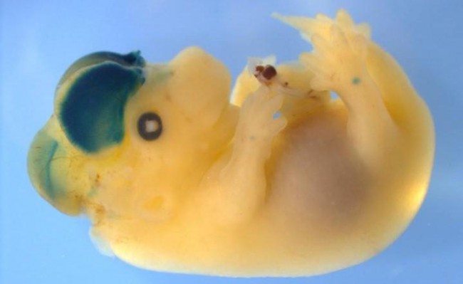 Эмбрион мыши