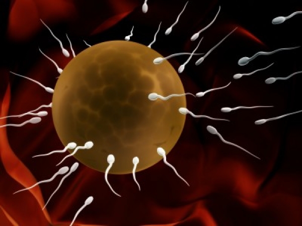 Сперматазоиды атакуют яйцеклетку