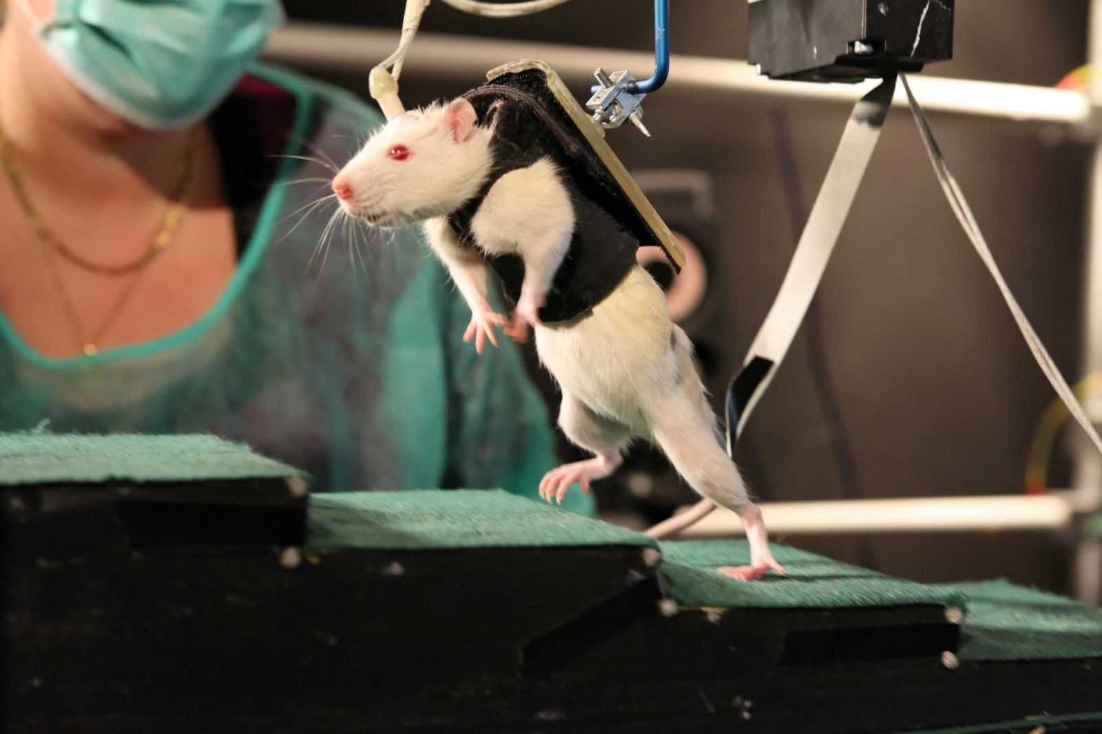 Кибернетический имплант позволил парализованной крысе начать ходить снова