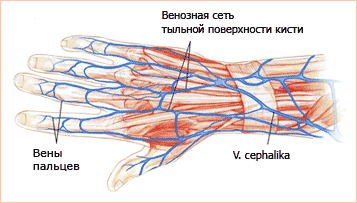 Венозная система руки